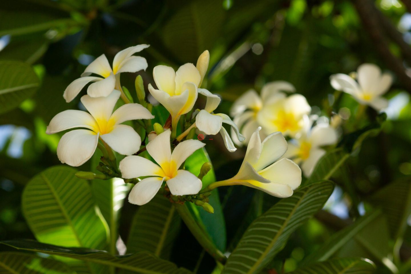 开曼群岛的住宅用地，South Side West Road，编号78043521