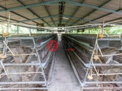 尼加拉瓜Masaya DepartmentMasaya的农场，Chicken Farm, Masatepe，编号71109579