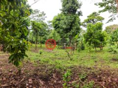 尼加拉瓜Masaya DepartmentMasaya的住宅用地，Finca de Frutas Niquinomo，编号71148301